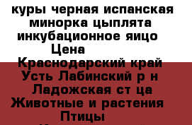 куры черная испанская минорка.цыплята, инкубационное яицо › Цена ­ 1 000 - Краснодарский край, Усть-Лабинский р-н, Ладожская ст-ца Животные и растения » Птицы   . Краснодарский край